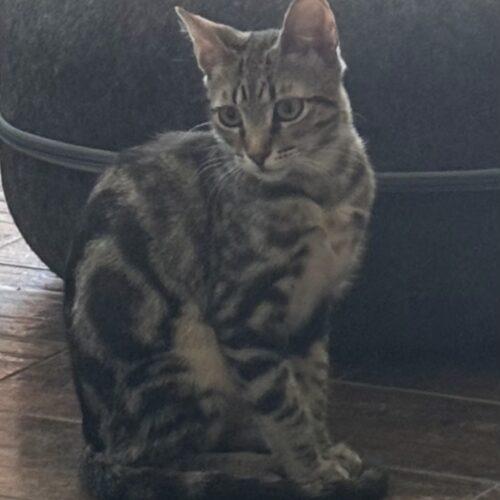 Sonny, Adoptable, Kitten Male Tabby.