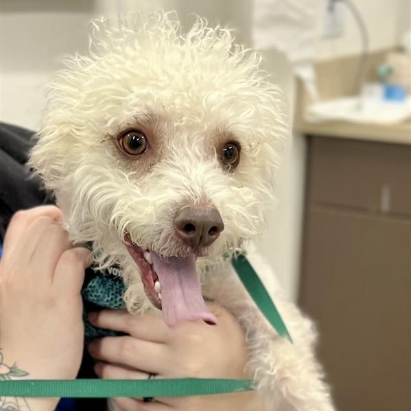 Marshall, a ADOPTABLE mixed breed in Prince Frederick, MD image 1/4