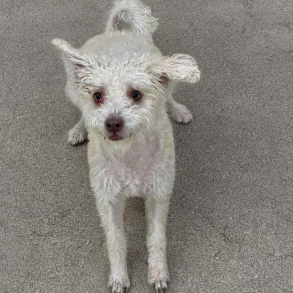 Marshall, a ADOPTABLE mixed breed in Prince Frederick, MD image 3/4