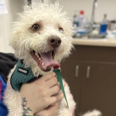 Marshall, a ADOPTABLE mixed breed in Prince Frederick, MD image 2/4