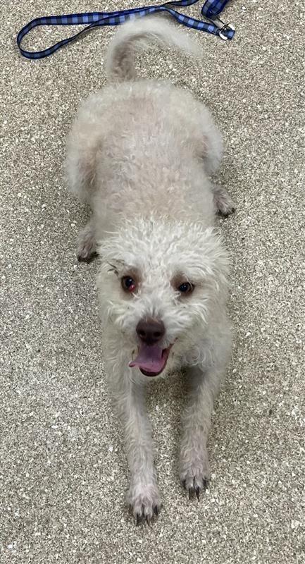 Marshall, a ADOPTABLE mixed breed in Prince Frederick, MD image 4/4