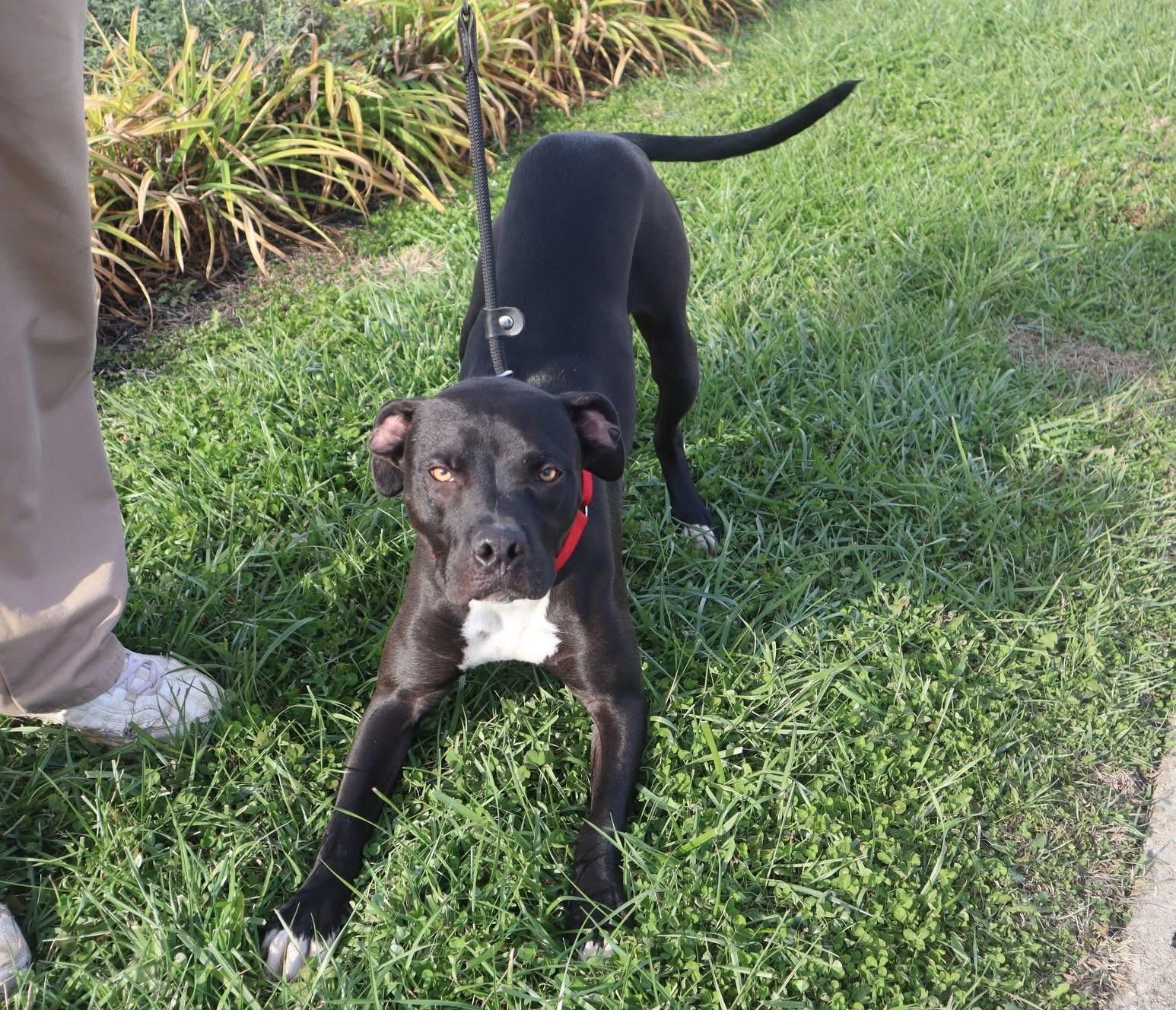 Ripley, ADOPTABLE, Young Male American Staffordshire Terrier.