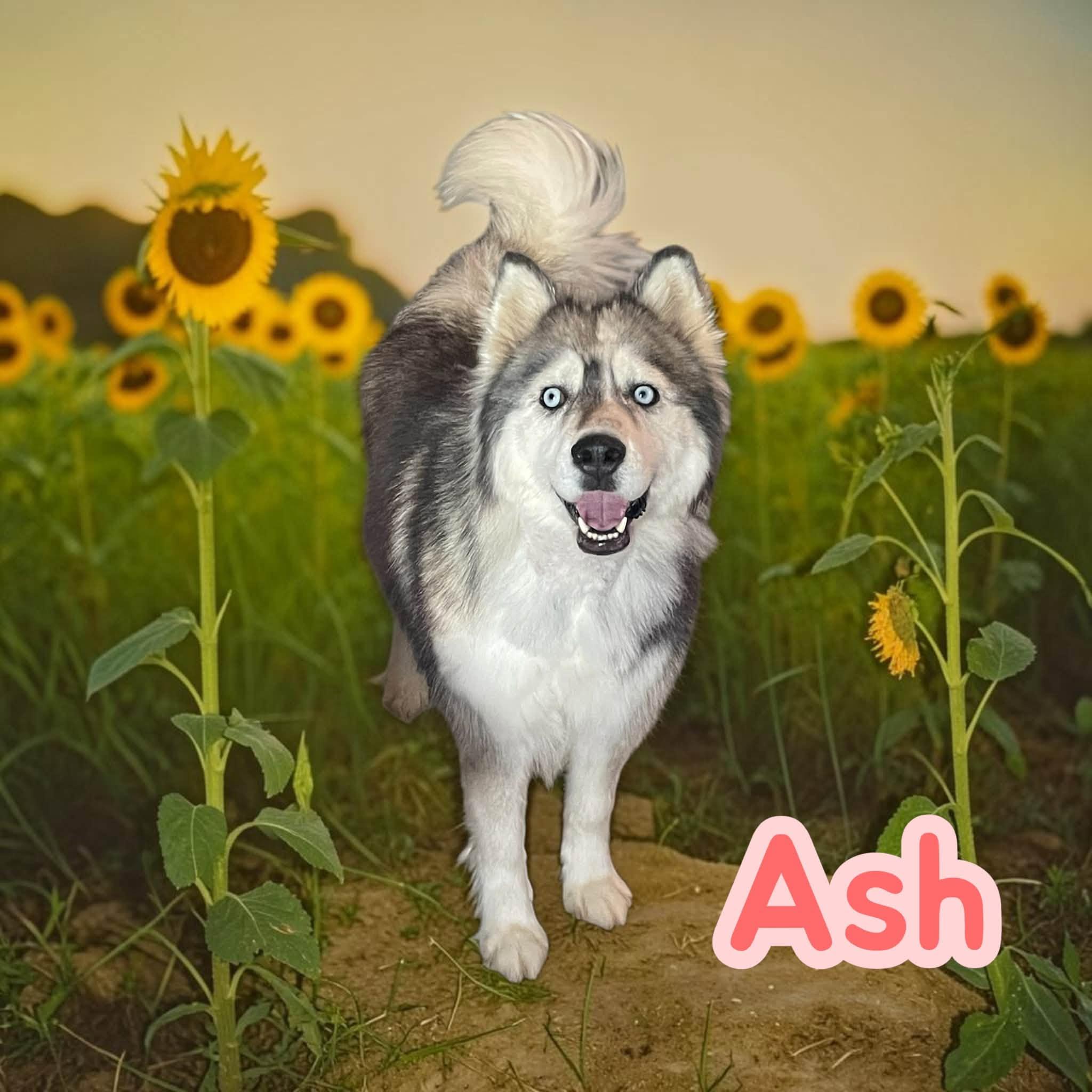 Enlarge Ash - sweet, fun and loves car rides, a Adoptable Husky in Lexington, NC image 1/5