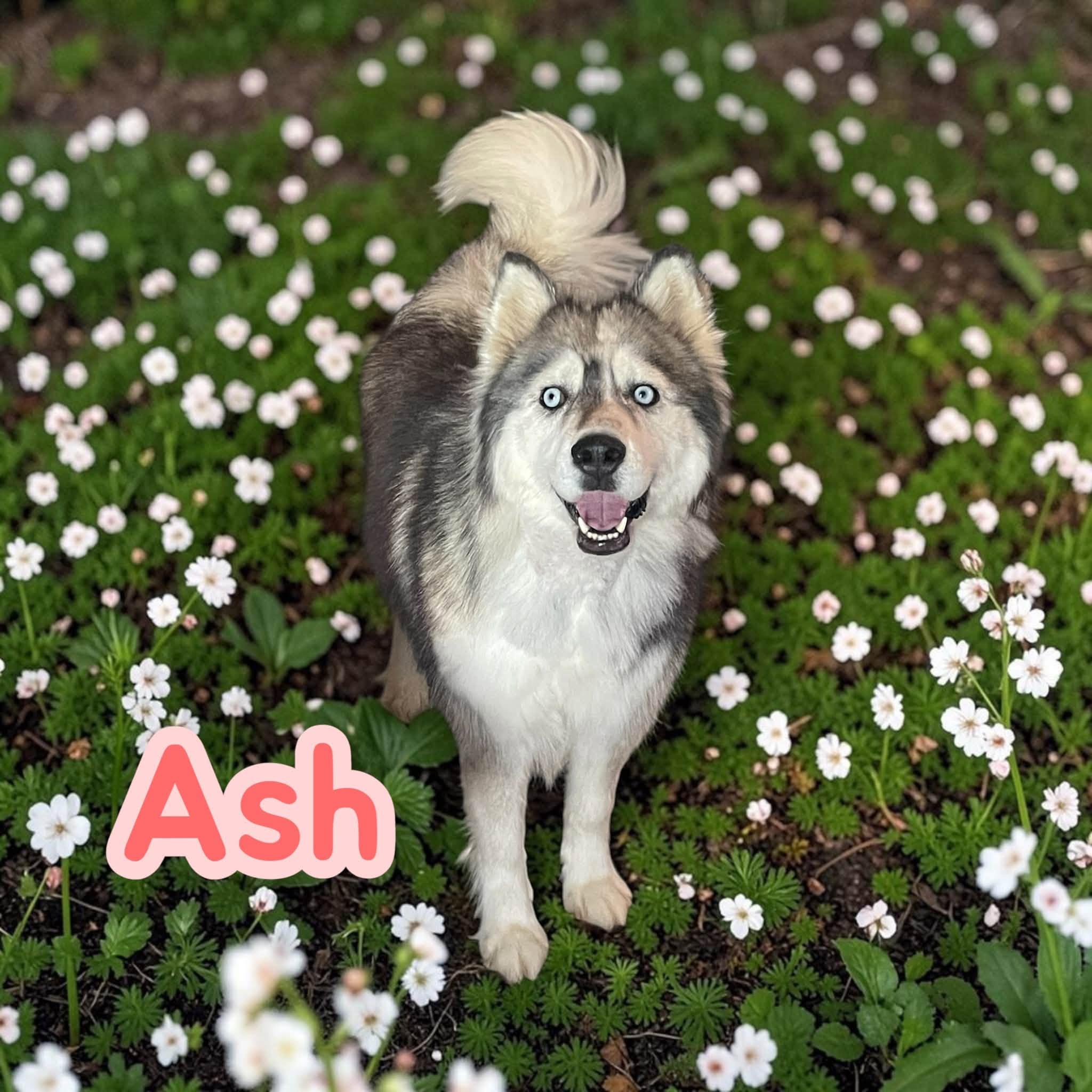Enlarge Ash - sweet, fun and loves car rides, a Adoptable Husky in Lexington, NC image 2/5