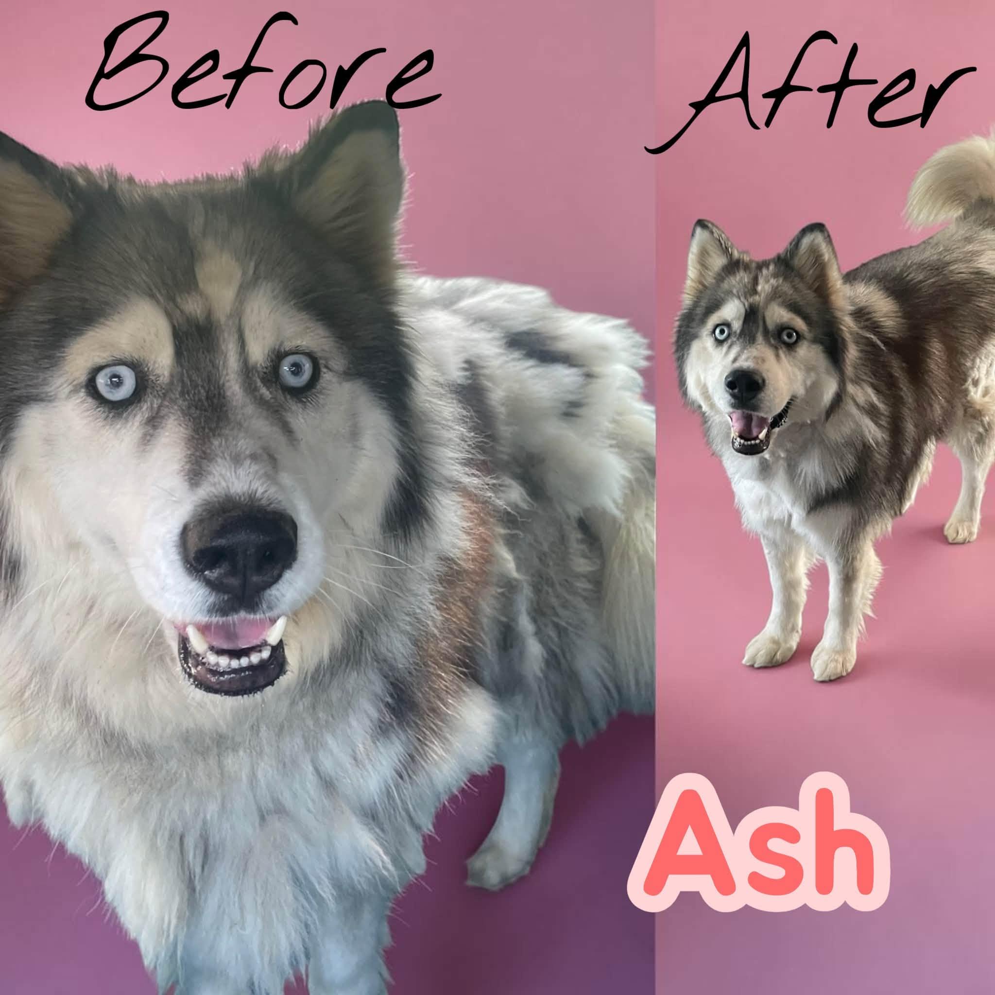 Enlarge Ash - sweet, fun and loves car rides, a Adoptable Husky in Lexington, NC image 5/5