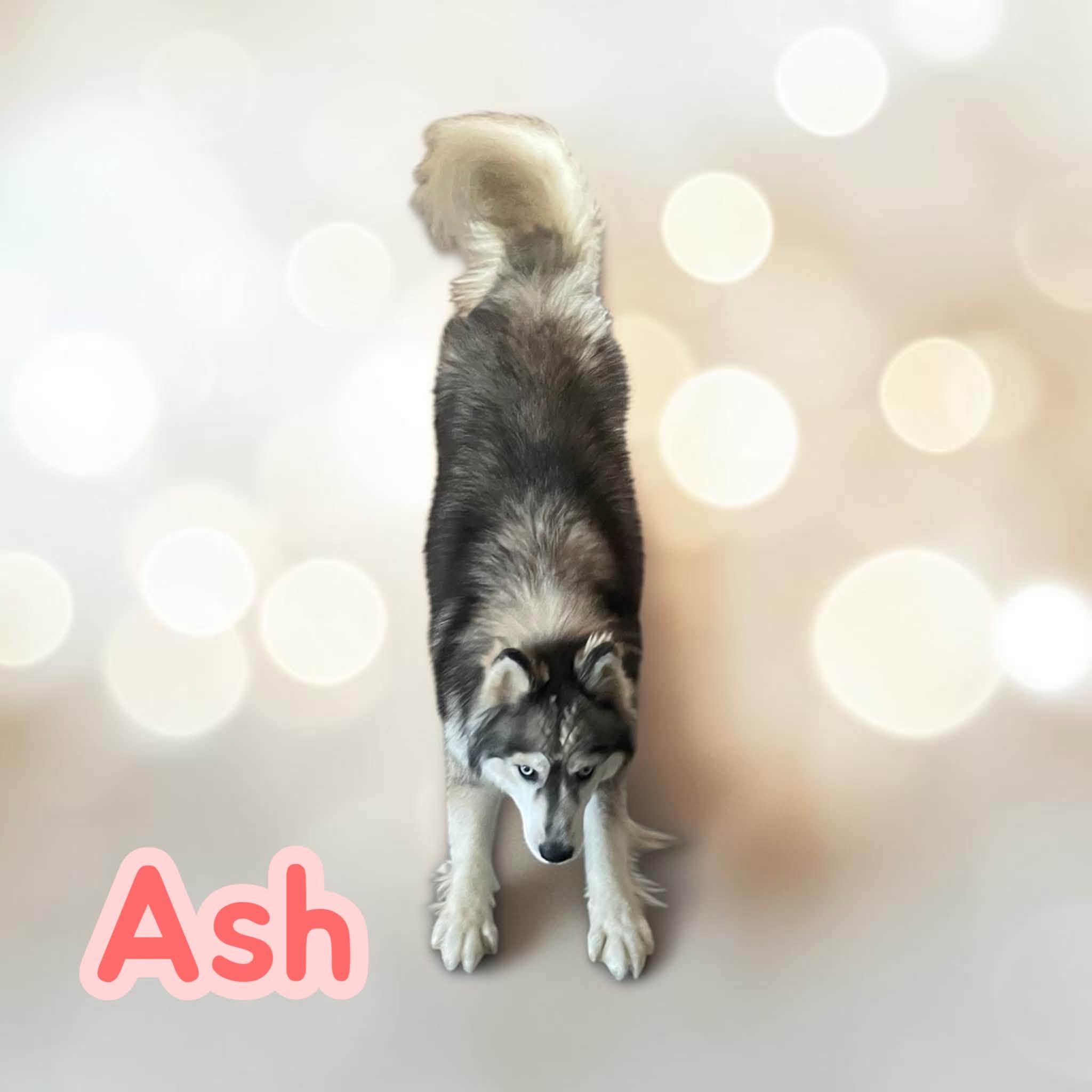 Enlarge Ash - sweet, fun and loves car rides, a Adoptable Husky in Lexington, NC image 4/5