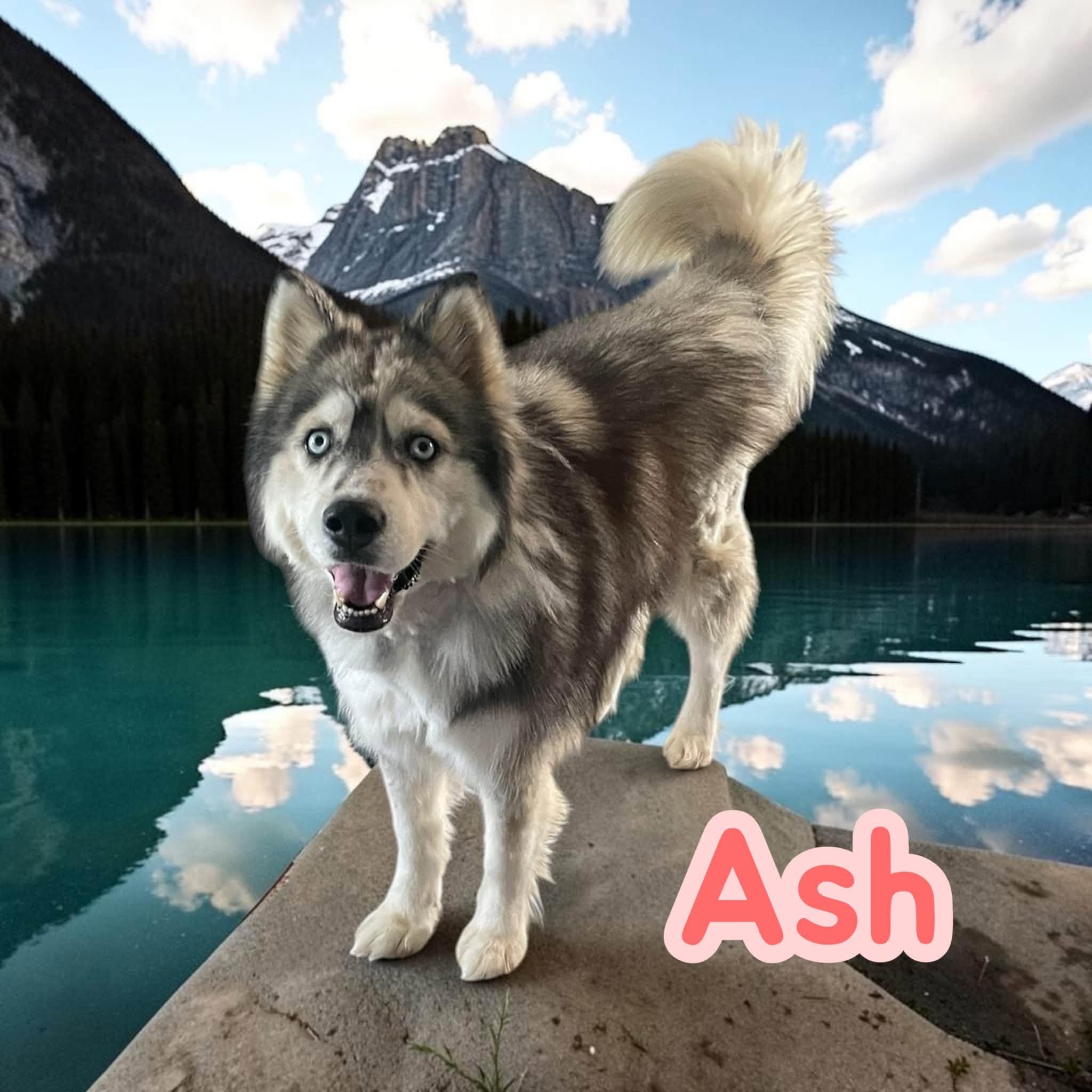 Enlarge Ash - sweet, fun and loves car rides, a Adoptable Husky in Lexington, NC image 3/5