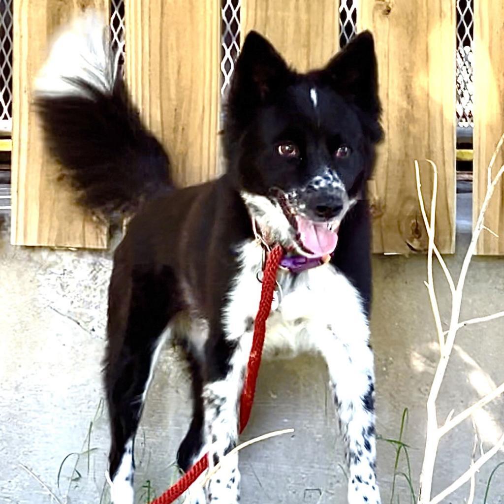 Enlarge Tipper, a Adoptable mixed breed in Weatherford, TX image 1/2