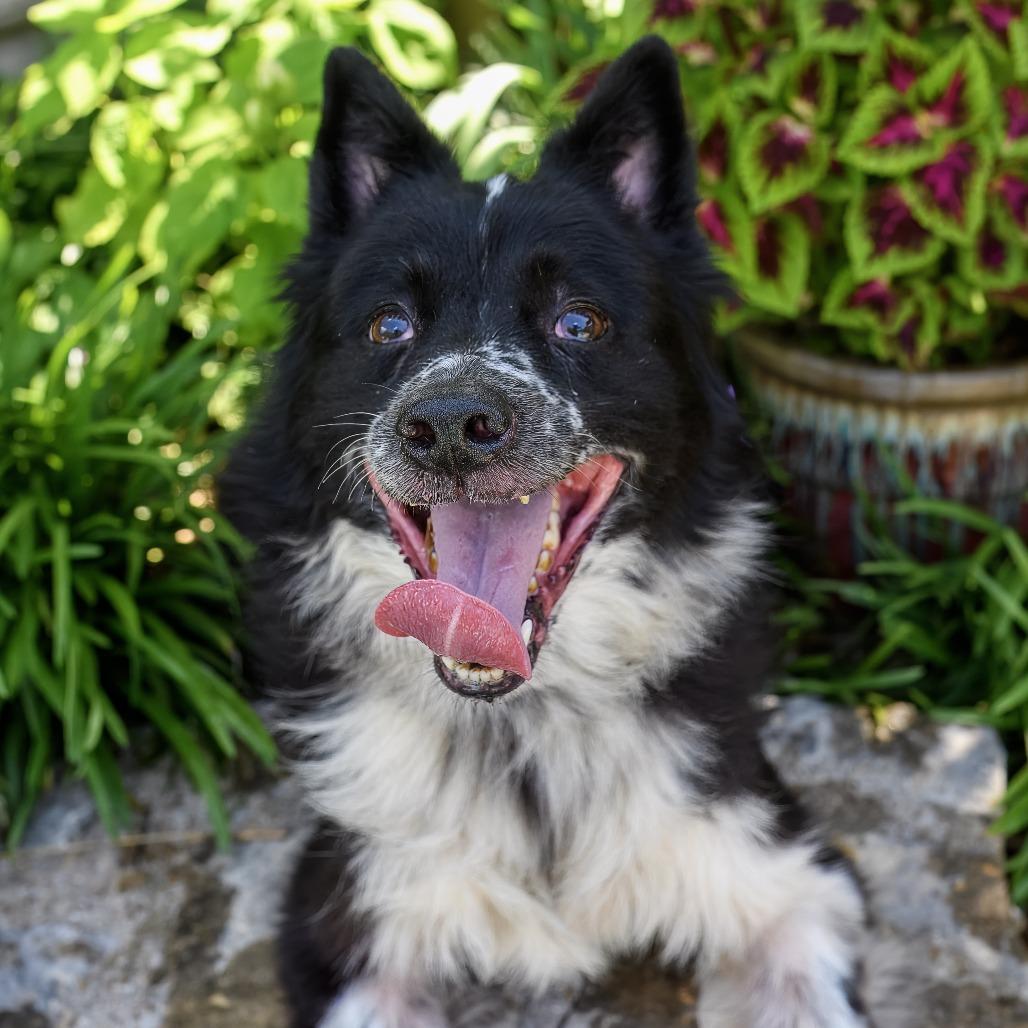 Enlarge Tipper, a Adoptable mixed breed in Weatherford, TX image 2/5