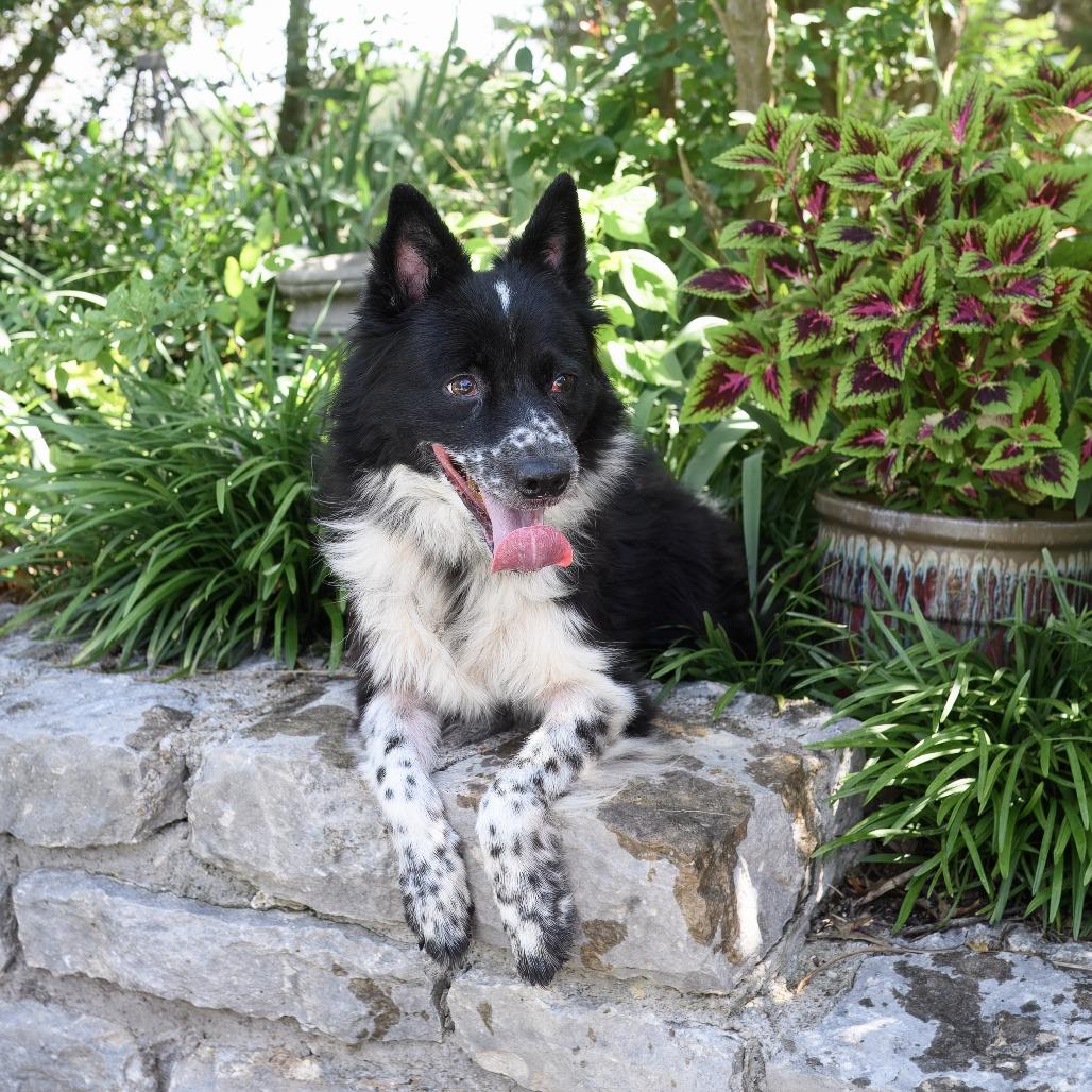 Enlarge Tipper, a Adoptable mixed breed in Weatherford, TX image 3/5