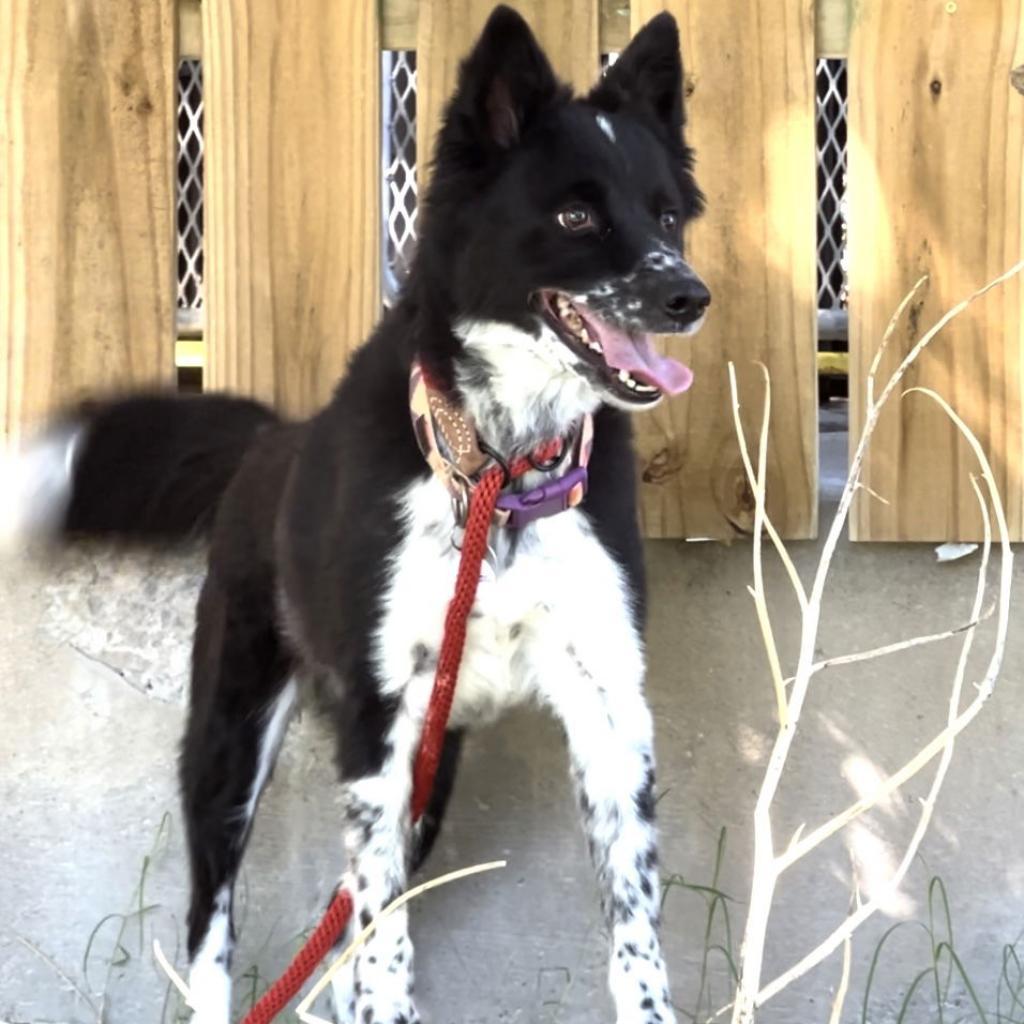 Enlarge Tipper, a Adoptable mixed breed in Weatherford, TX image 2/2