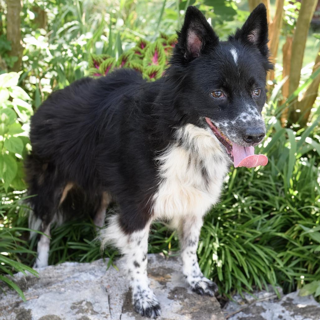 Enlarge Tipper, a Adoptable mixed breed in Weatherford, TX image 5/5