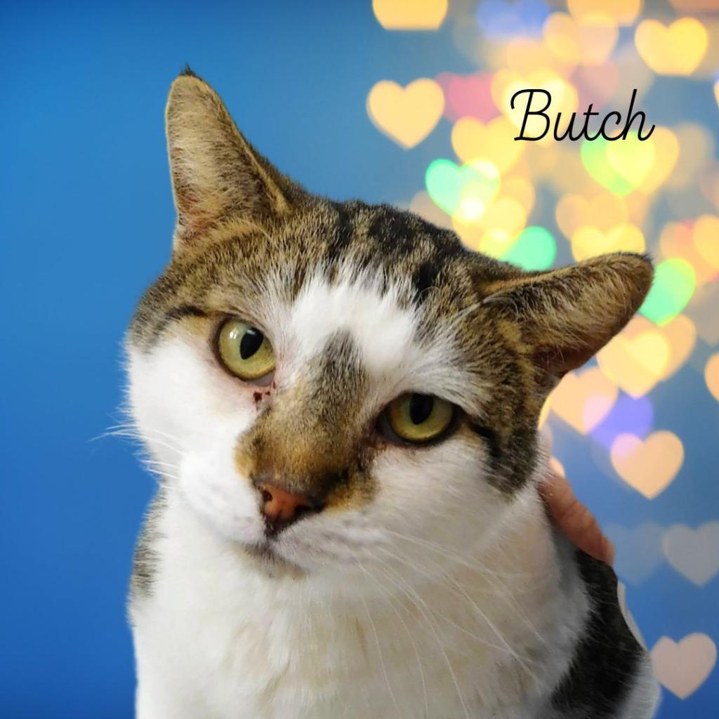 Butch, Adoptable, Senior Male Domestic Short Hair.
