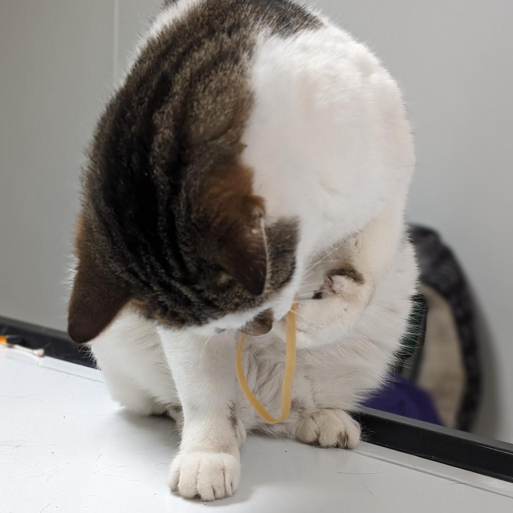 Enlarge Butch, a Adoptable Domestic Short Hair in Pekin, IL image 2/6