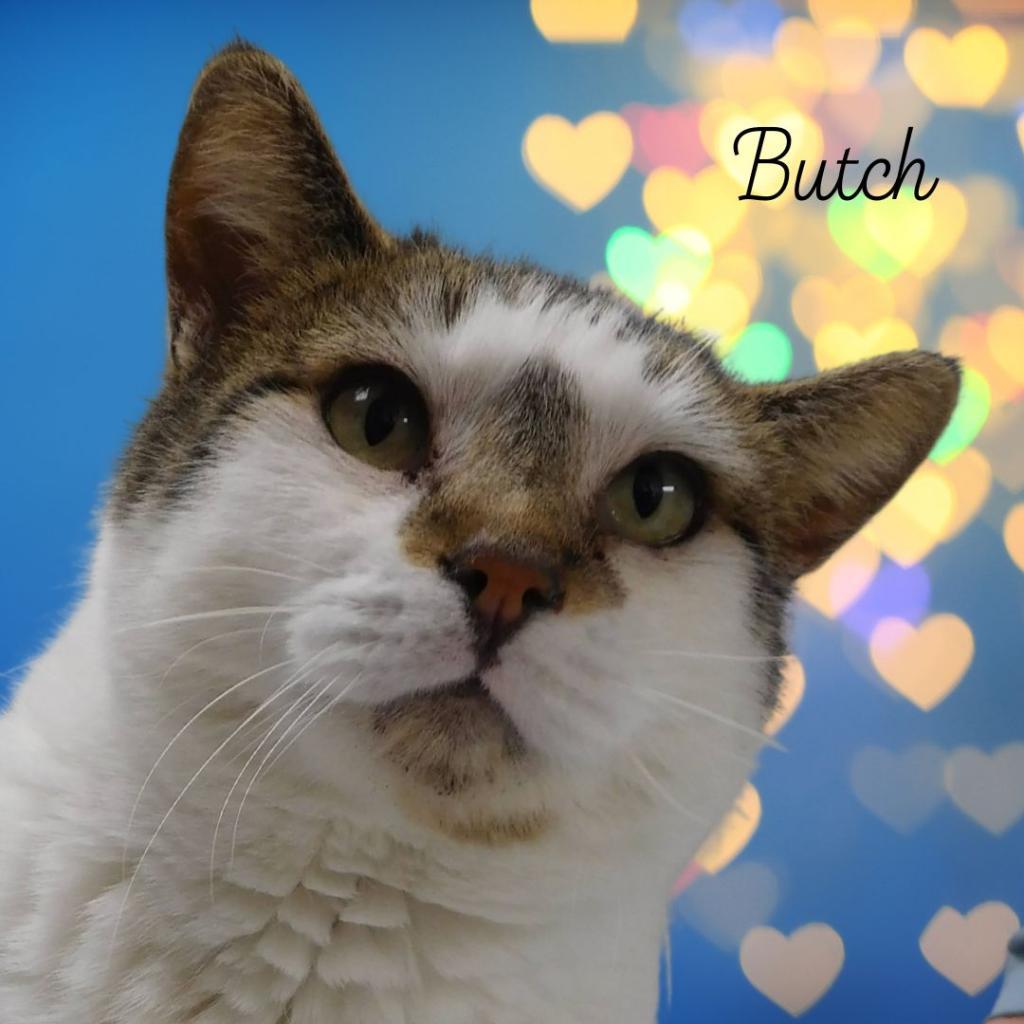 Enlarge Butch, a Adoptable Domestic Short Hair in Pekin, IL image 4/6