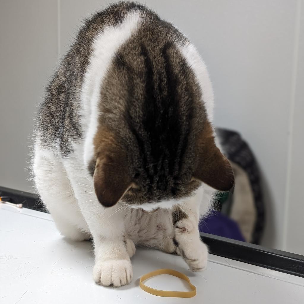 Enlarge Butch, a Adoptable Domestic Short Hair in Pekin, IL image 5/6