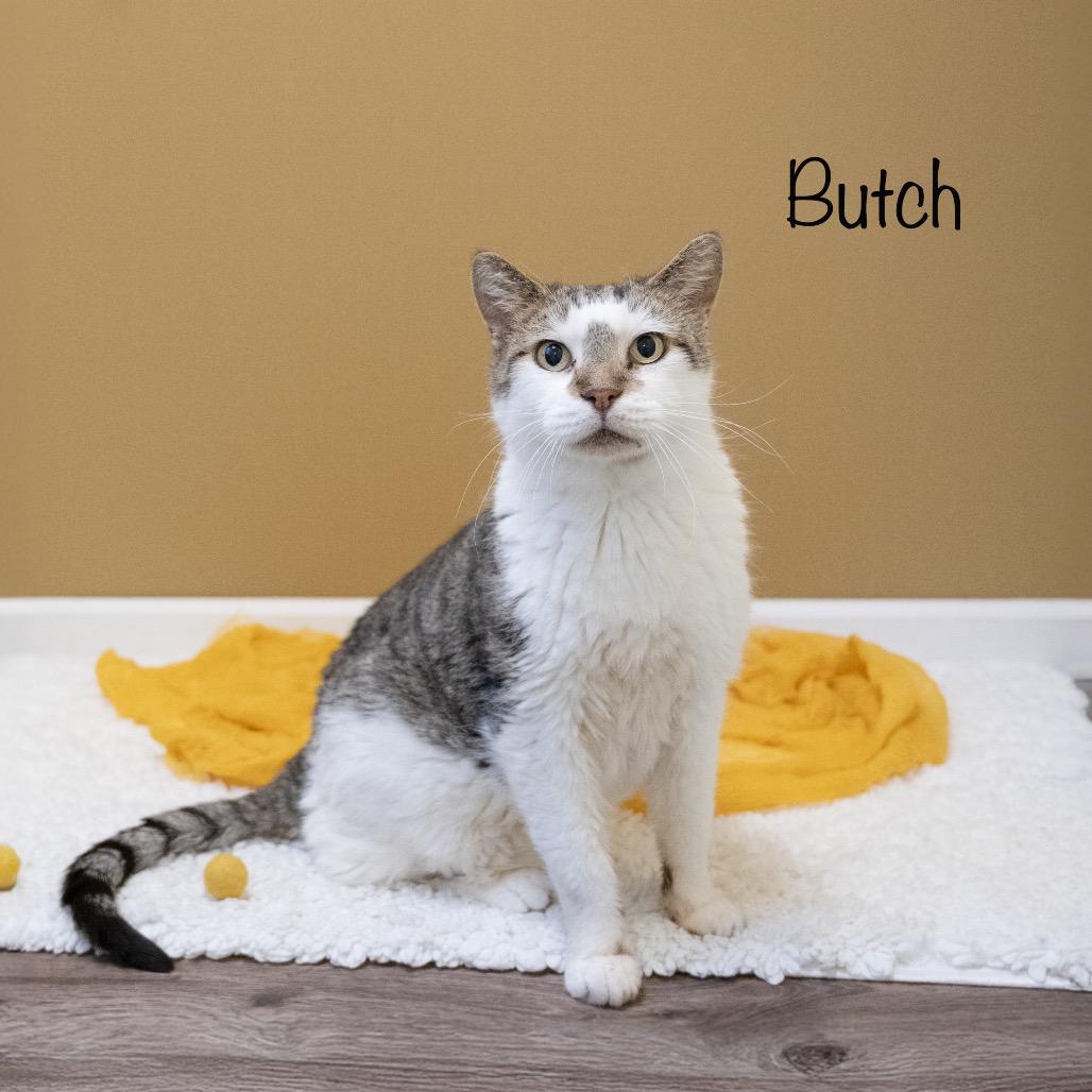 Butch — thumbnail 6