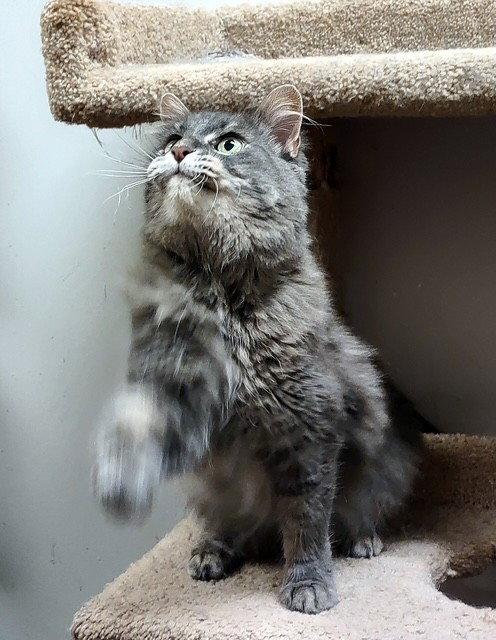 Baby, Adoptable, Senior Female Domestic Medium Hair & Maine Coon.