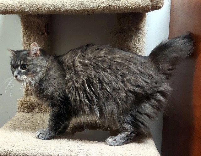 Baby, a Adoptable mixed breed in Fayetteville, GA image 2/3