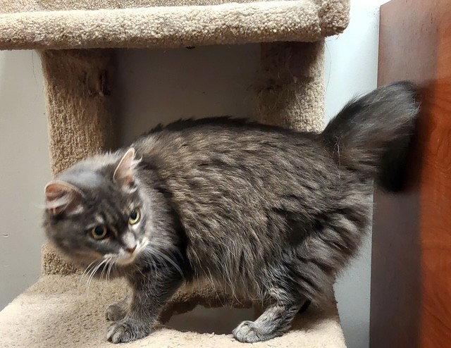 Baby, a Adoptable mixed breed in Fayetteville, GA image 3/3