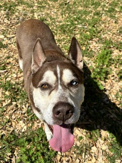 Enlarge Chai, a Adoptable mixed breed in Palm Coast, FL image 1/3