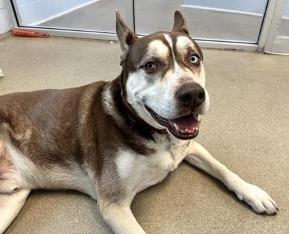 Enlarge Chai, a Adoptable mixed breed in Palm Coast, FL image 1/3
