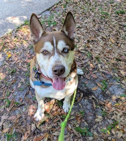 Enlarge Chai, a Adoptable mixed breed in Palm Coast, FL image 2/3