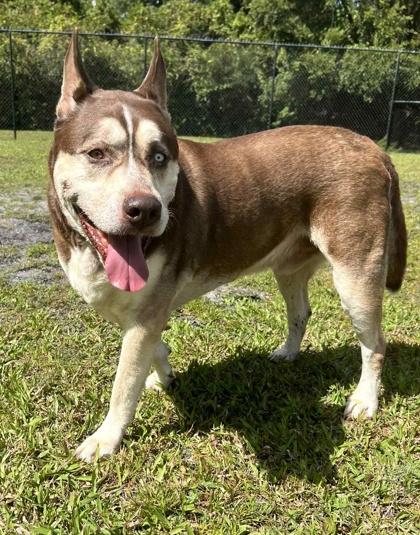 Chai, Adoptable, Senior Male Husky & Terrier.