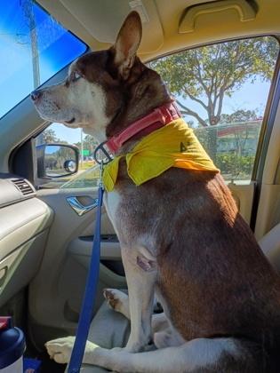 Enlarge Chai, a Adoptable mixed breed in Palm Coast, FL image 2/3