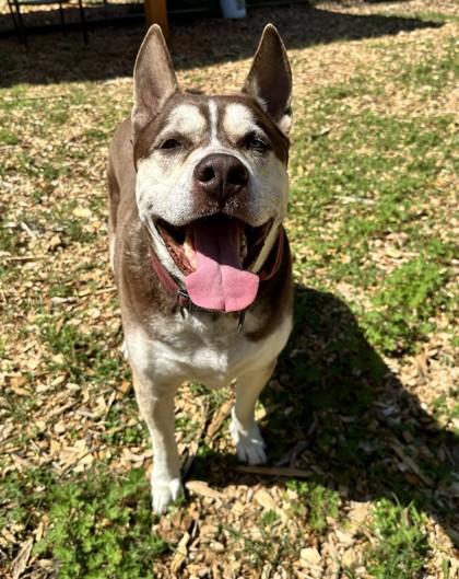 Chai — thumbnail 2