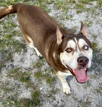 Enlarge Chai, a Adoptable mixed breed in Palm Coast, FL image 3/3