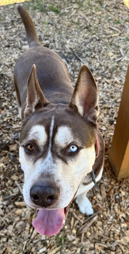 Chai — thumbnail 3