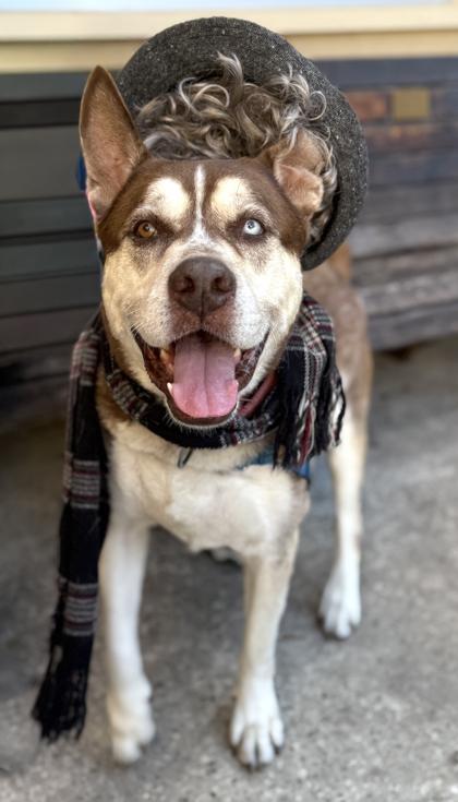 Enlarge Chai, a Adoptable mixed breed in Palm Coast, FL image 2/3