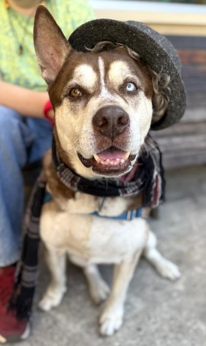 Enlarge Chai, a Adoptable mixed breed in Palm Coast, FL image 3/3