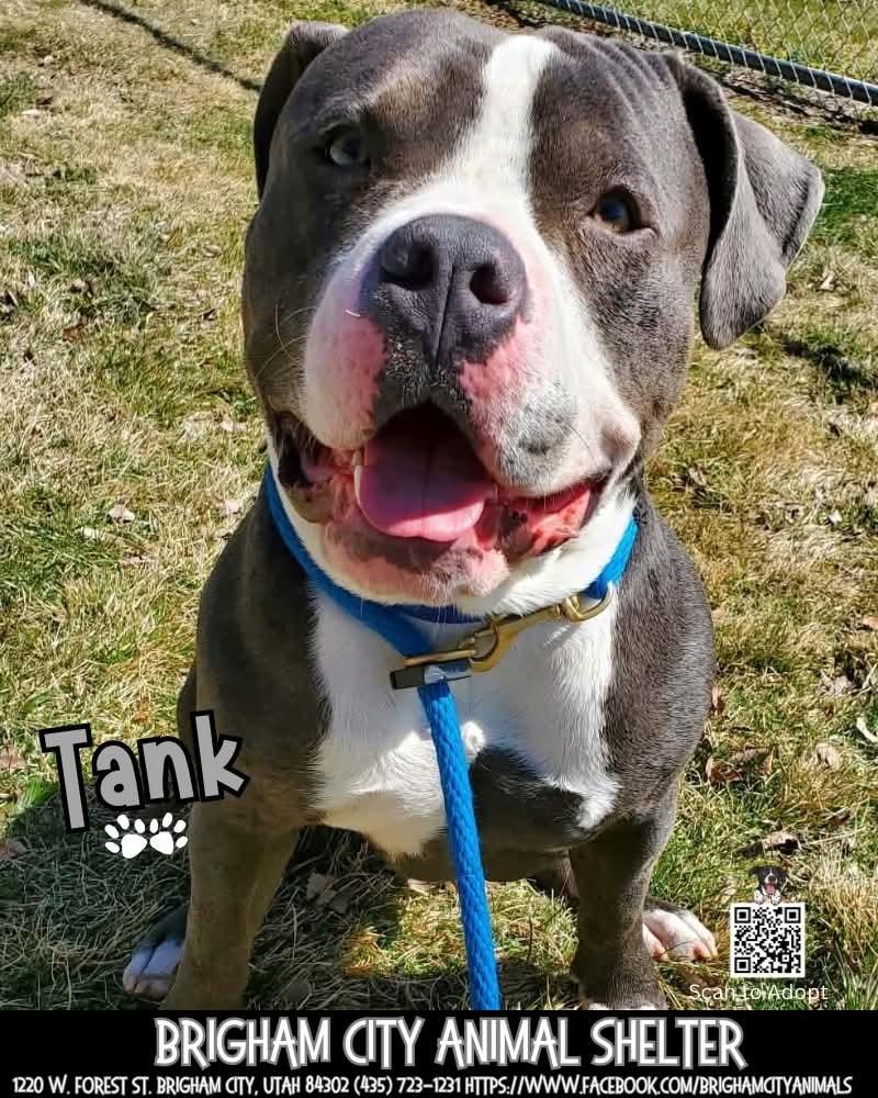 Tank , adopted, Young Male American Bully.