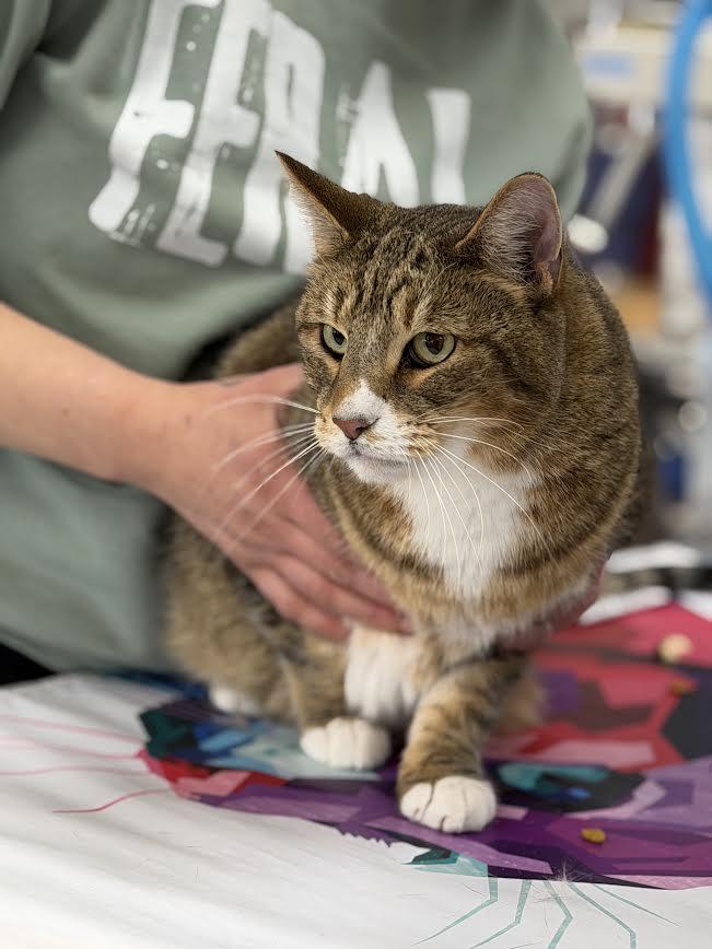 Allen, ADOPTABLE, Senior Male American Shorthair.