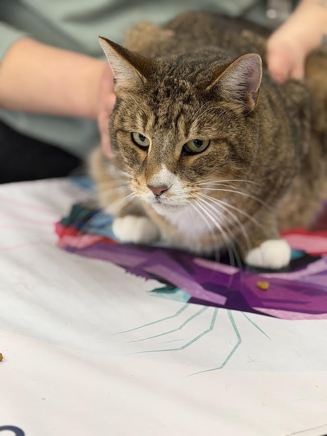 Allen, a ADOPTABLE American Shorthair in Fertile, MN image 3/5