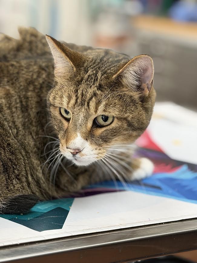Allen, a ADOPTABLE American Shorthair in Fertile, MN image 4/5