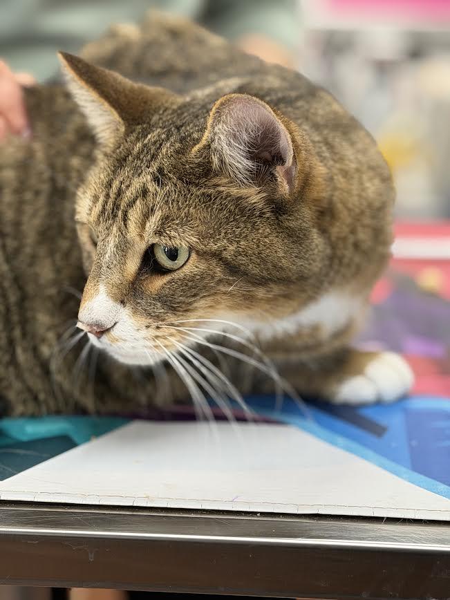 Allen, a ADOPTABLE American Shorthair in Fertile, MN image 5/5