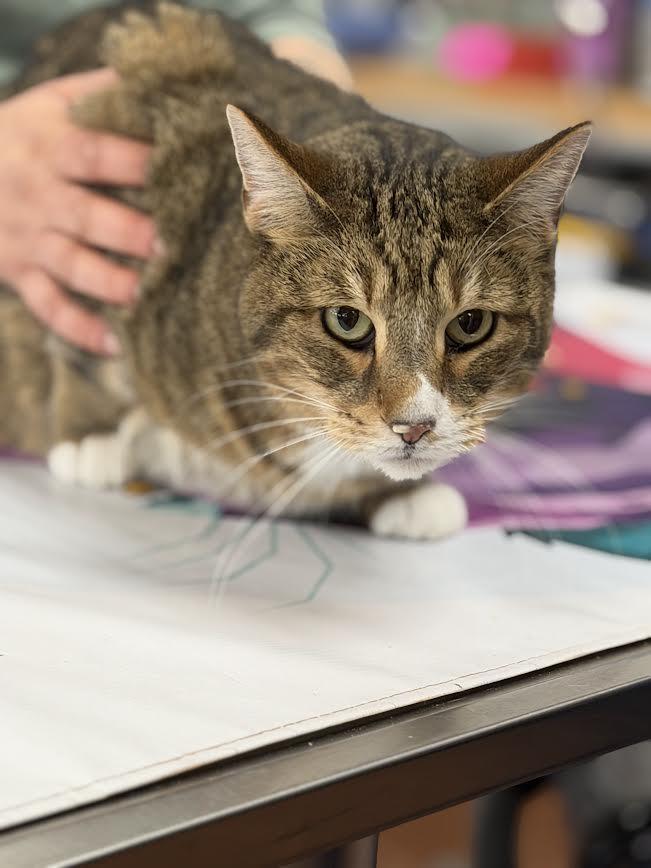Allen, a ADOPTABLE American Shorthair in Fertile, MN image 2/5