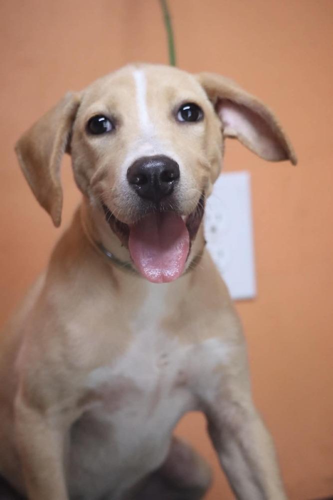 Dixie Bell, Adoptable, Puppy Female Labrador Retriever.