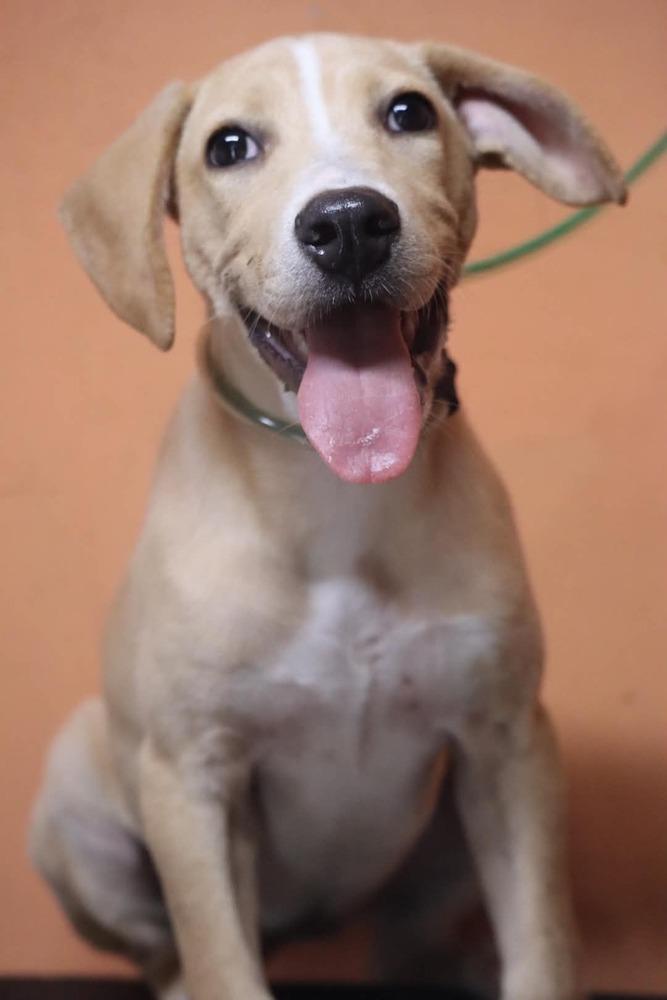 Enlarge Dixie Bell, a Adoptable mixed breed in Statesville, NC image 2/3