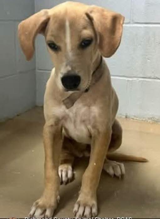 Enlarge Dixie Bell, a Adoptable mixed breed in Statesville, NC image 3/3