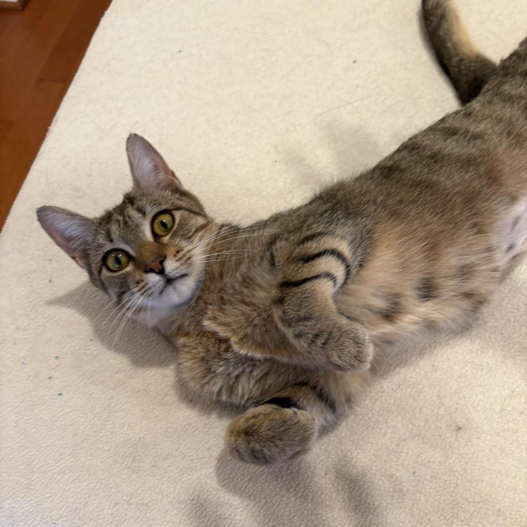 Billie Jean, Adoptable, Adult Female Domestic Short Hair.