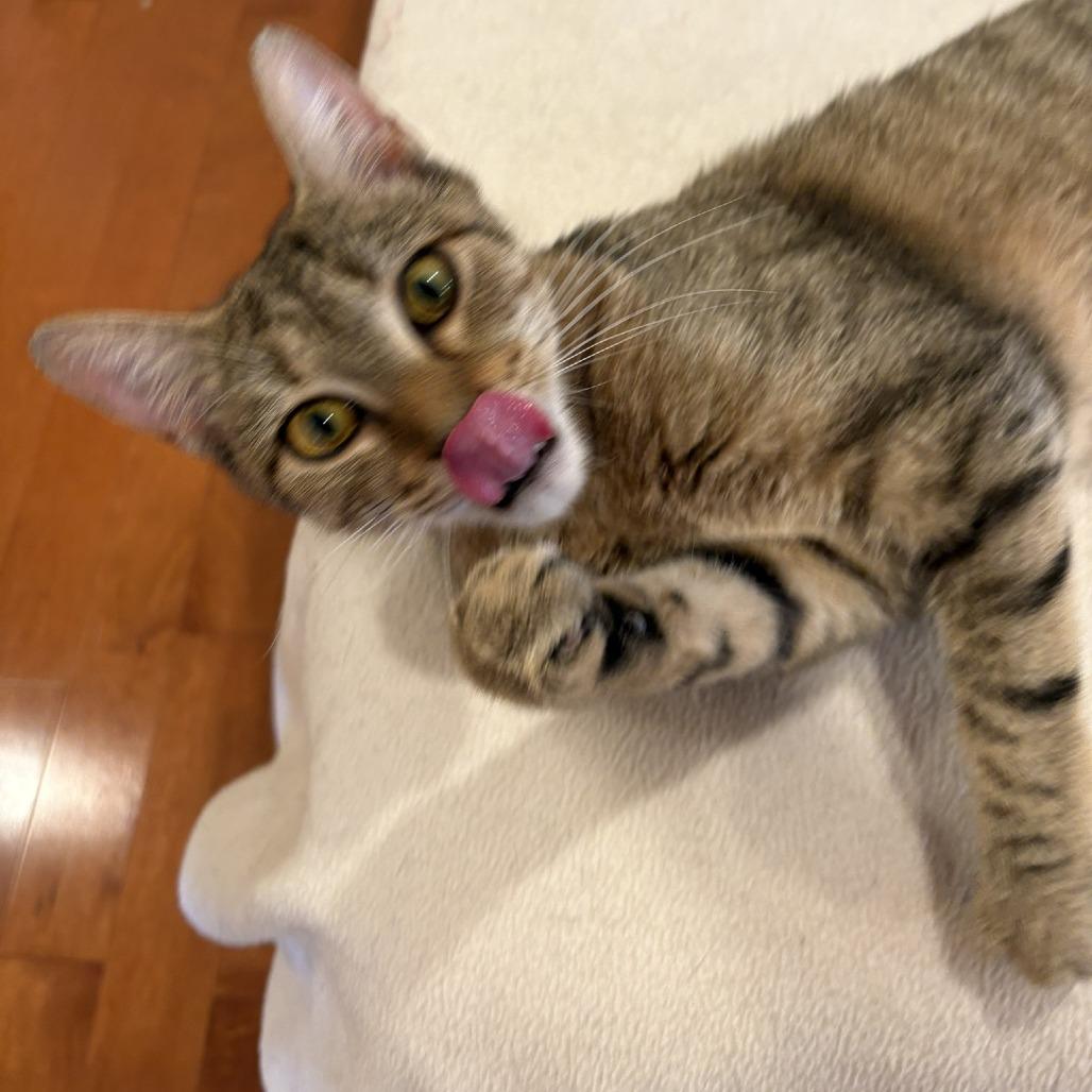 Enlarge Billie Jean, a Adoptable Domestic Short Hair in Waldorf, MD image 2/6