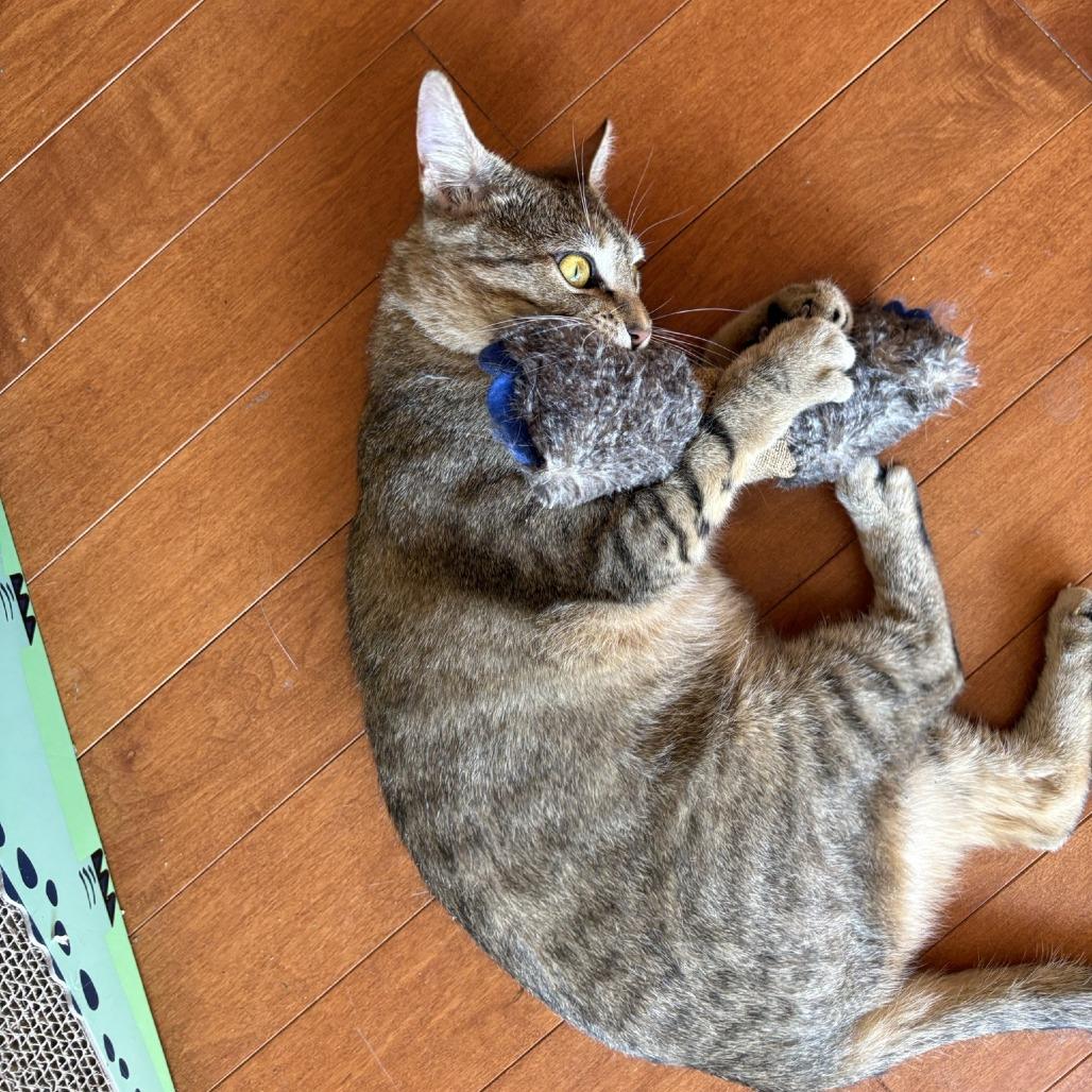 Enlarge Billie Jean, a Adoptable Domestic Short Hair in Waldorf, MD image 3/6