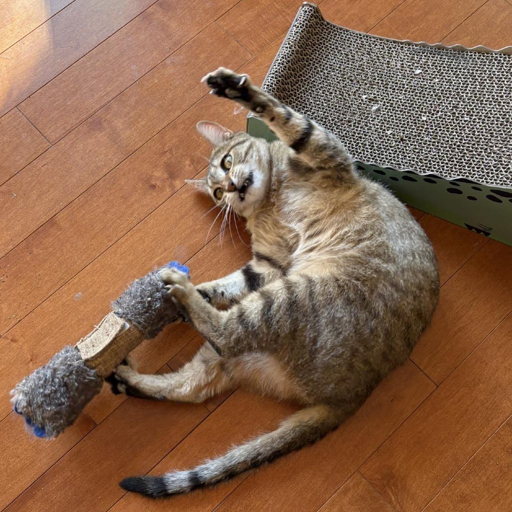 Enlarge Billie Jean, a Adoptable Domestic Short Hair in Waldorf, MD image 4/6