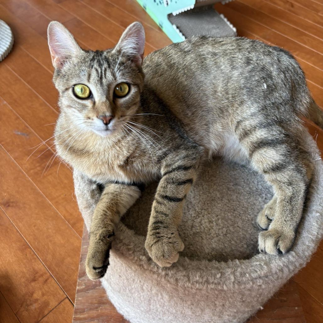 Enlarge Billie Jean, a Adoptable Domestic Short Hair in Waldorf, MD image 5/6