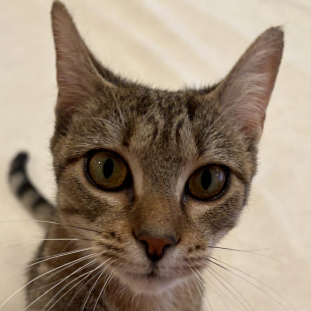 Enlarge Billie Jean, a Adoptable Domestic Short Hair in Waldorf, MD image 6/6