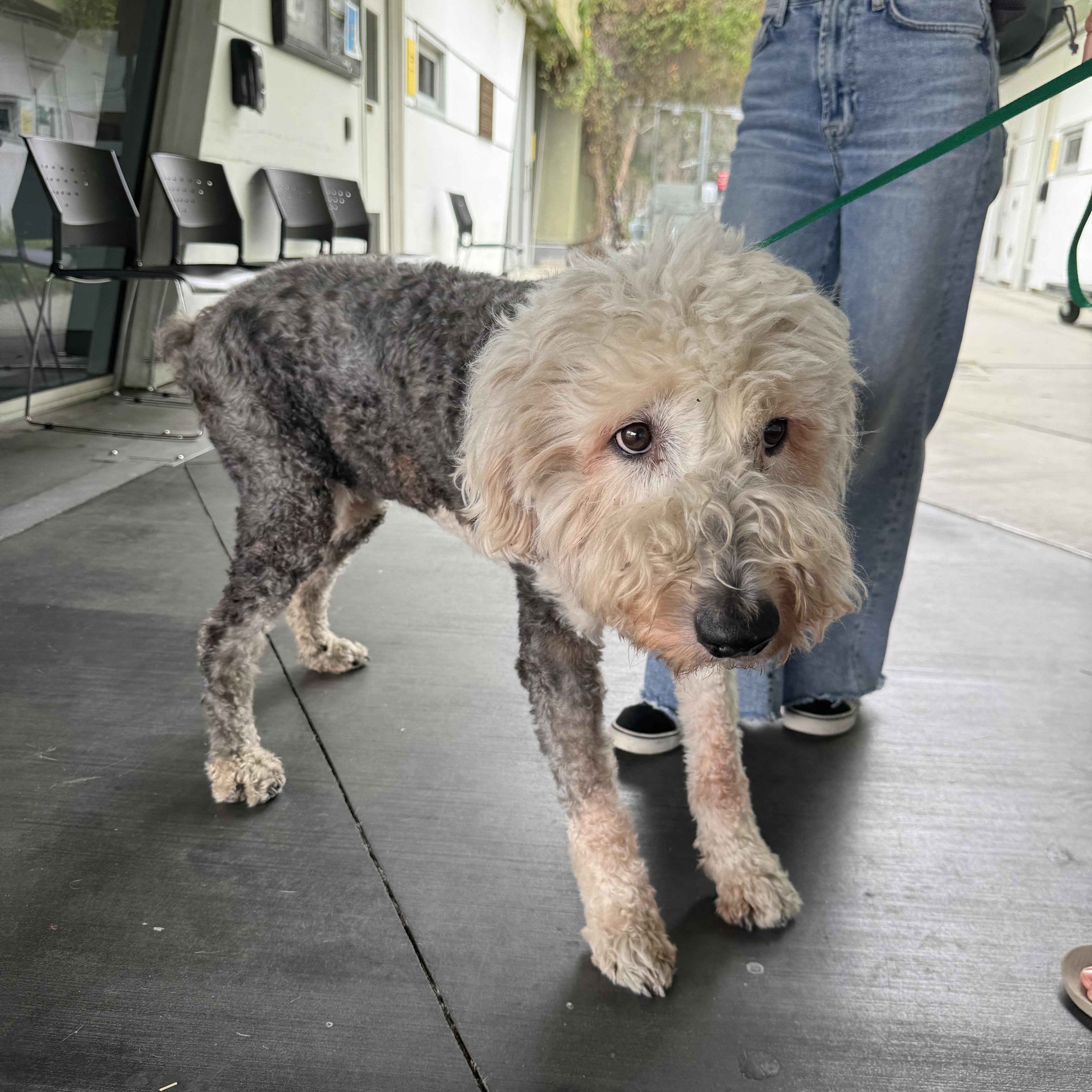 Enlarge Roxey, a ADOPTABLE Belgian Shepherd / Sheepdog in Los Angeles, CA image 2/6